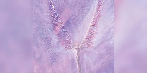 Everyday Angels with Alison Knox
