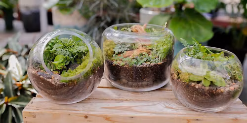 Terrarium Class at Verboten Brewing