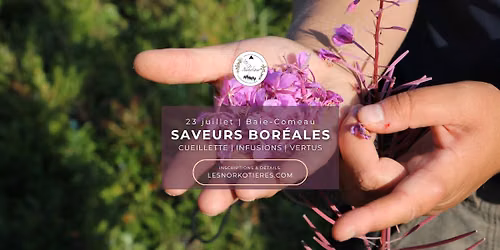 Saveurs boréales : cueillette, infusions et vertus | Baie-Comeau