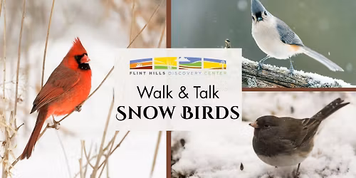 Walk & Talk: Snow Birds