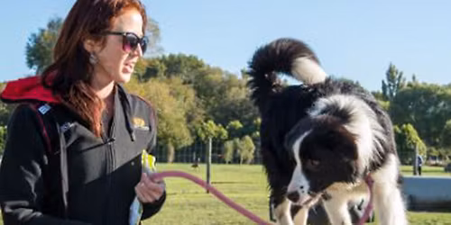 Ulti-mutt Doggie Playground