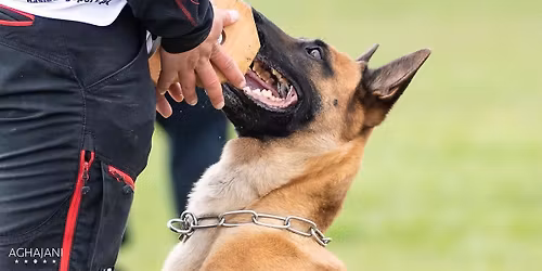 \ud83c\udf85 CHRISTMAS OBEDIENCE WORKSHOP \ud83c\udf85