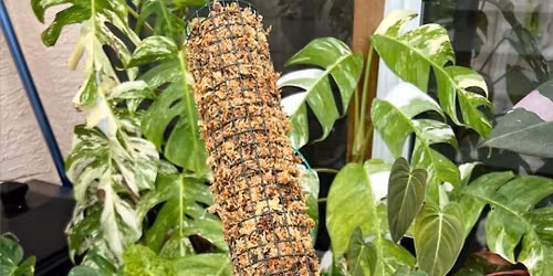DIY Moss Pole Free Make-N-Take