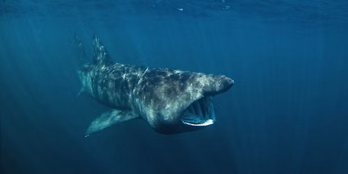 Science Pub: Sharks Basking in Online Attention