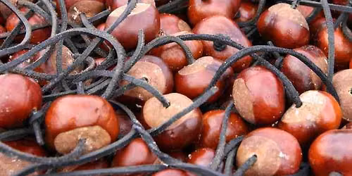 The 2026 World Conker Championships