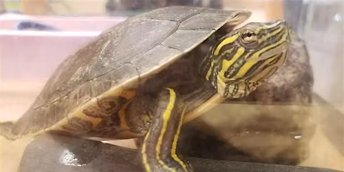 Accessible Adventures: Spotlight on Museum Animals - Turtle Corner