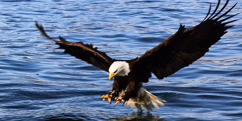 SC & NEW HAMPSHIRE NON-RESIDENT CWP PERMITS