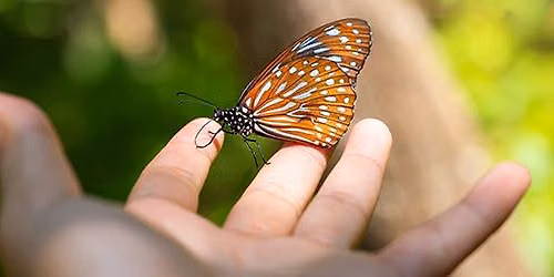 Butterfly Moments 2026