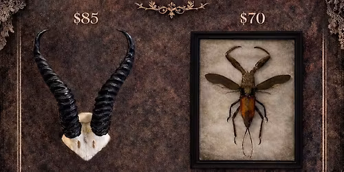 Twisted Oddities at Claws and Stilettos 