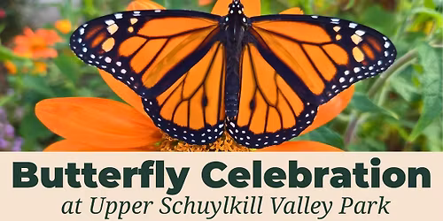 Butterfly Celebration