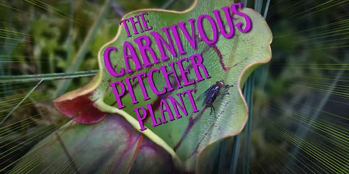 The Carnivorous Pitcher Plant