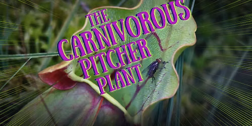 The Carnivorous Pitcher Plant
