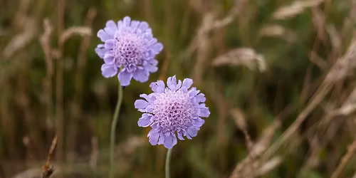 Introduktionskursus: Kan vi skabe en lykkelig sk\u00e6bne?