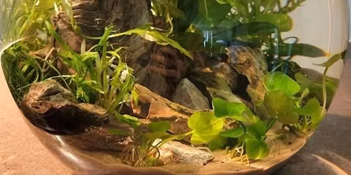 Aquascape Workshop 
