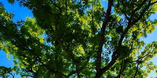 Des Moines Mushroom Festival 2026 - Forest Bathing with Lindsey Page