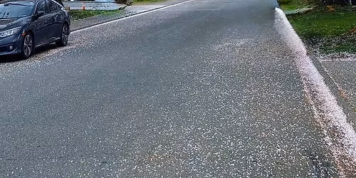 Cherry blossoms in Surrey 