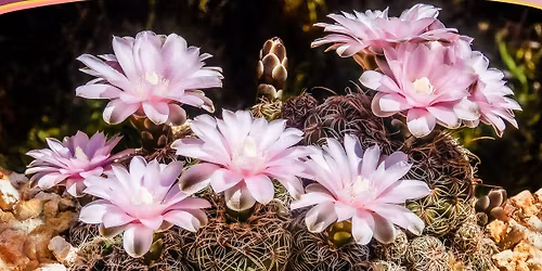 XIV. Botanica Exotica - kaktuszok \u00e9s egy\u00e9b egzotikus n\u00f6v\u00e9nyek ki\u00e1ll\u00edt\u00e1sa \u00e9s v\u00e1s\u00e1ra