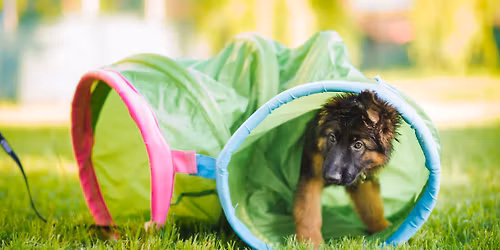 PUPPY PLAY TIME