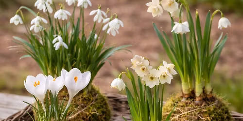 Kokedama: Bulbs in Bloom Workshop