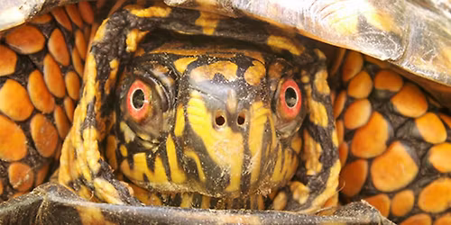 Smiles with Reptiles (and Amphibians)