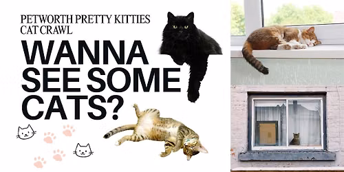 Petworth Pretty Kitties Cat Crawl