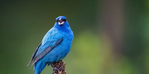 Birdwatching Trek: Old Cedar Avenue