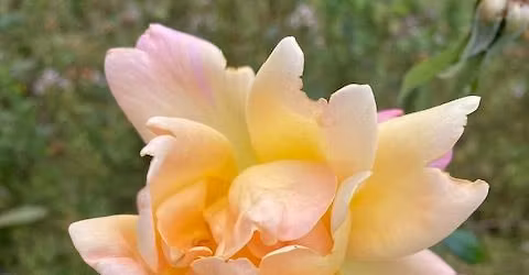 YOGAHELG HOS MONA P\u00c5 R\u00d8ROS - INNF\u00d8RING I KUNDALINIYOGA 29.-31.MAI