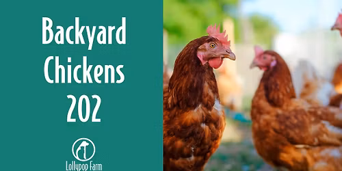 Backyard Chickens 202