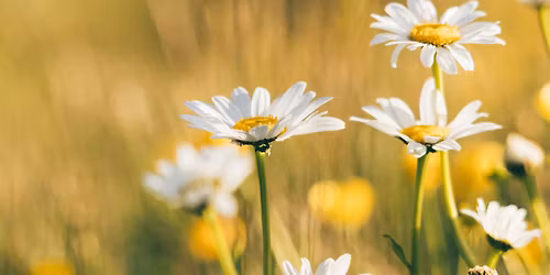 Last Call for Spring (Adults and Ages 8+)