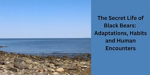The Secret Life of Black Bears: Adaptations, Habits and Human Encounters