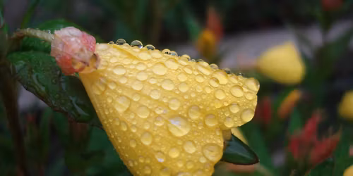 2026 Down to Earth Community Benefit Plant Sale