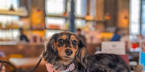 Glasgow - Dachshund Pup Up Cafe \u2600\ufe0f