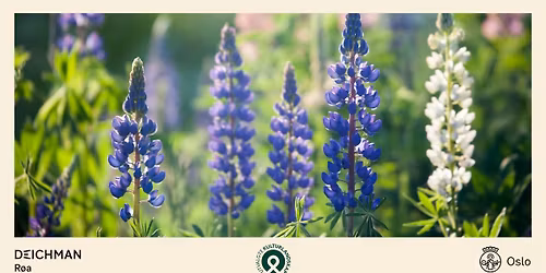 Fra hagefavoritt til naturproblem: L\u00e6r om fremmede arter!