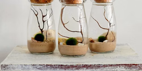 Plant a Pet: Marimo Friends - week 4 of Summer Dirt Camp at Boomdyada