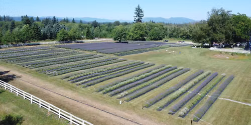 2026 Lavender Season Opening Celebration
