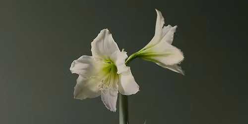 Amaryllis Bulb and Winter Greens Garden Workshop