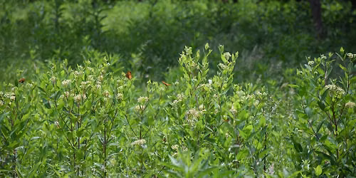 Native Habitat Walk 