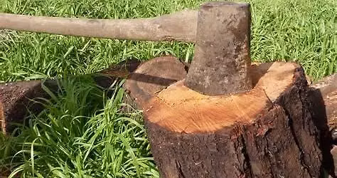 Wood splitting work party