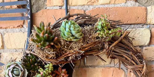 Live Succulent Crescent 