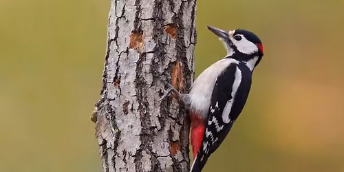 Balade ornithologique au parc : observer la biodiversit\u00e9 ordinaire