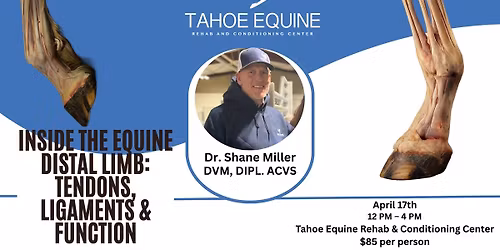 Inside the Equine Distal Limb Dissection: Tendons, Ligaments & Function