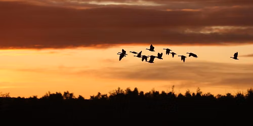The Fall Flyway: Migrating Songbirds
