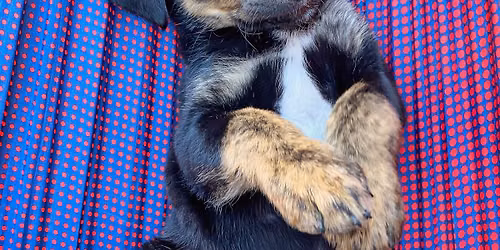 Canine Foster Class