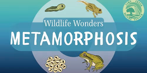Wildlife Wonders - Metamorphosis