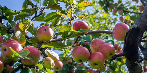 Fruiting Trees and Shrubs