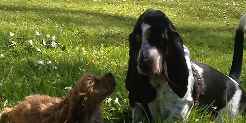 Hvalpeleg - SmåFiduser