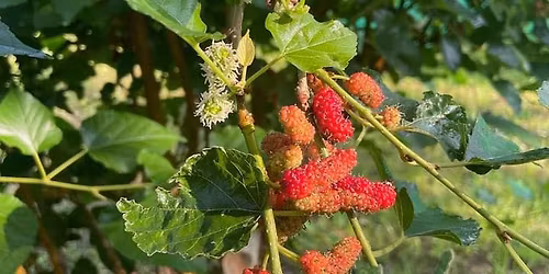 Sunday Fresh Veggies and Fruits 