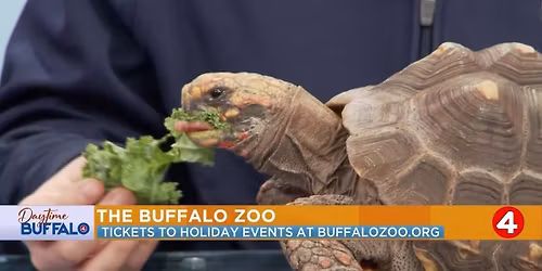 Tortoise