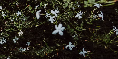 Marco Castello in Bologna