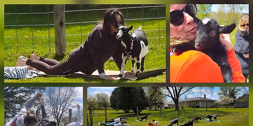 Goat Yoga at The Monkey Farm!